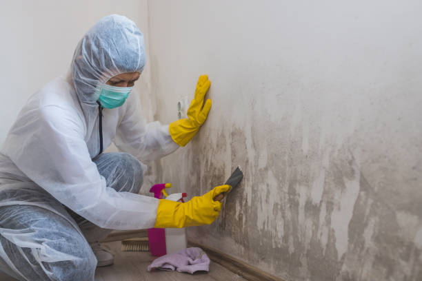 Best Professional Mold Removal  in Crystal Lawns, IL