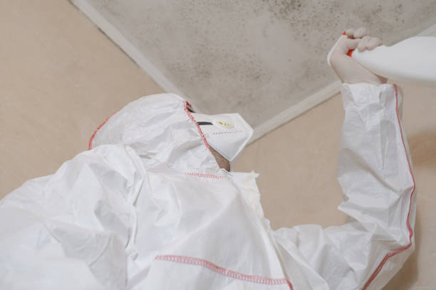 Attic Mold Removal in Crystal Lawns, IL